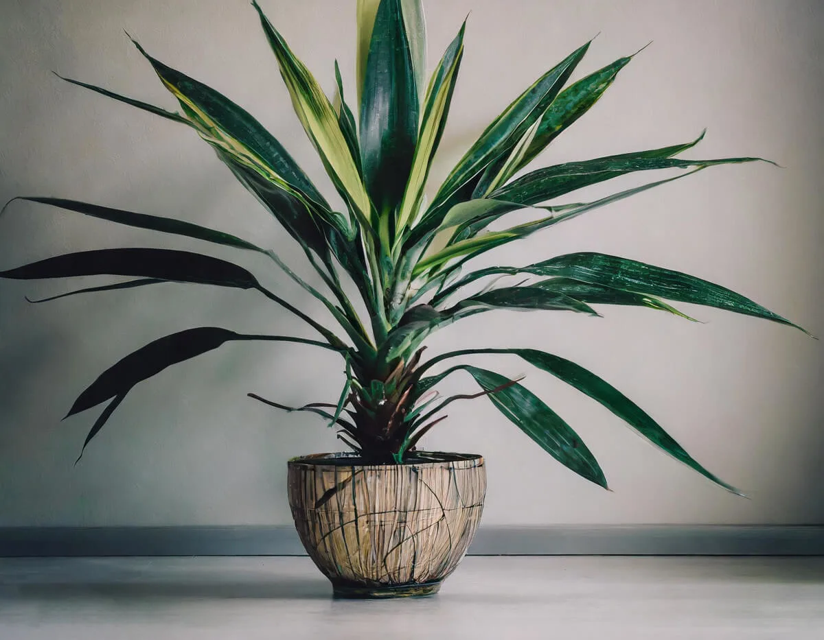 Δράκαινα - Dracaena